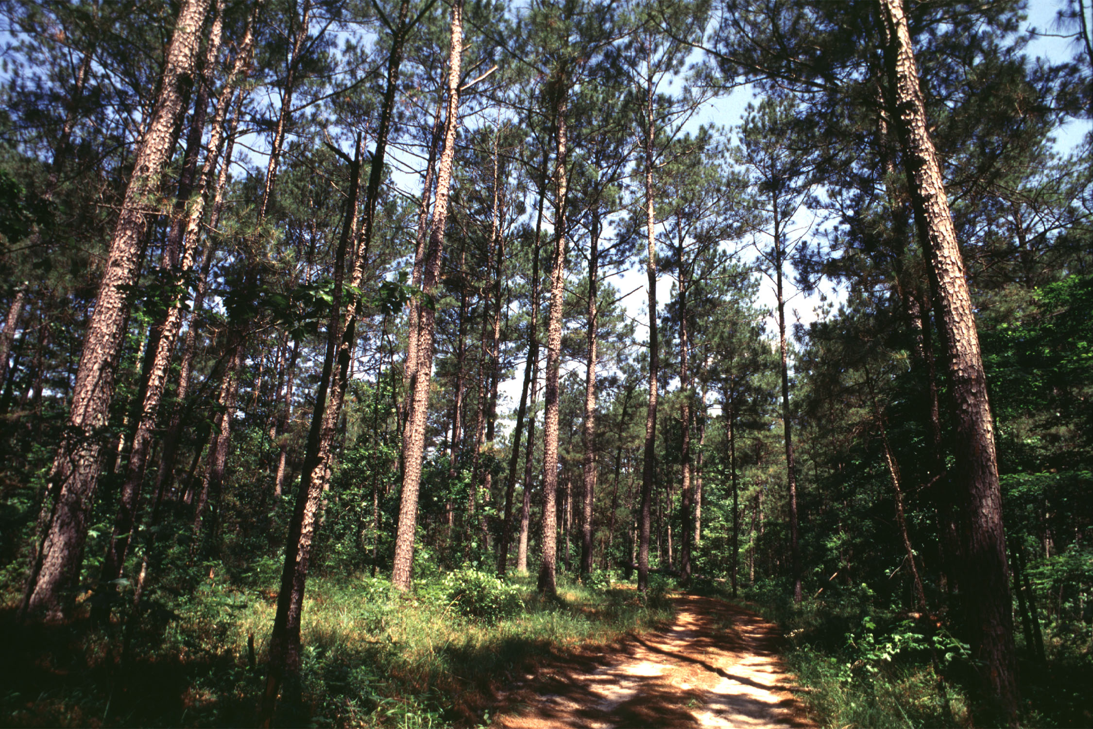 Forestry forum set for April 3 near Alexandria